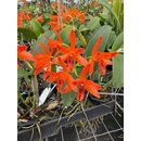 Cattleya aurantiaca orange