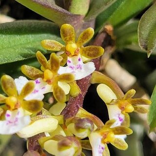 Trichoglottis fasciata