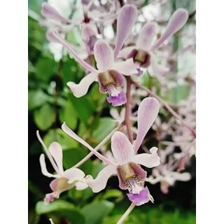 Dendrobium lineale