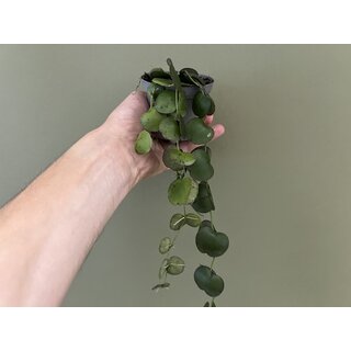 Dischidia platyphylla Indonesien