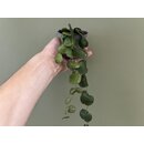 Dischidia platyphylla Indonesien
