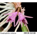 Scaphyglottis violacea