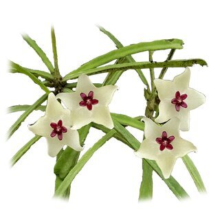 Hoya retusa selten