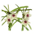 Hoya retusa selten