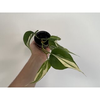 Philodendron Rio Gabriella Rarit�t