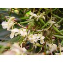 Dendrobium acerosum