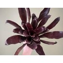 Neoregelia Red Yellowpointed