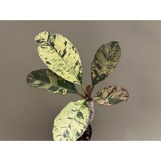 Frangipani Plumeria variegata