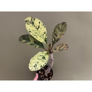 Frangipani Plumeria variegata