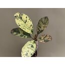 Frangipani Plumeria variegata