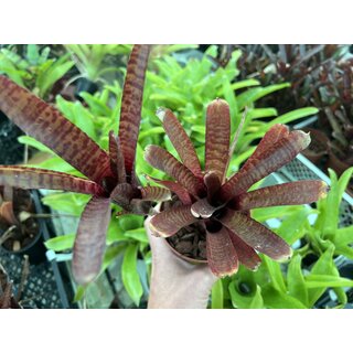 Neoregelia ampullacea red