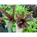 Neoregelia ampullacea red