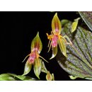 Lepanthes hexapus