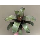 Vriesea fenestralis L