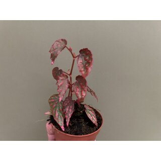 Begonia Pink Lady