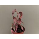 Begonia Pink Lady
