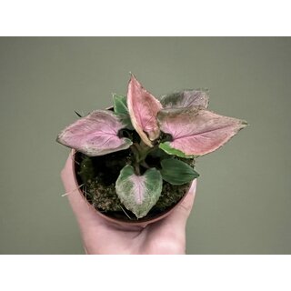 Syngonium Pink Perfection