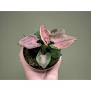 Syngonium Pink Perfection