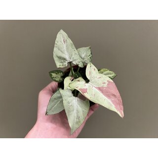 Syngonium Strawberry Milk