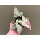 Syngonium Strawberry Milk