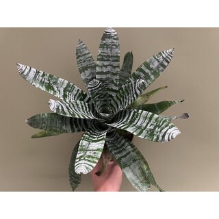Aechmea chantinii