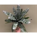 Aechmea chantinii