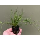 Juncus repens