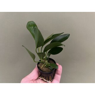 Anubias congensis