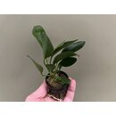 Anubias congensis