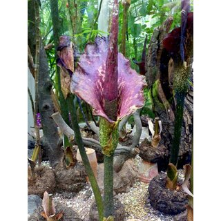 Amorphophallus konjac