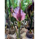 Amorphophallus konjac