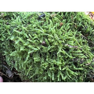 Japanisches Moos Thuidium japonicum
