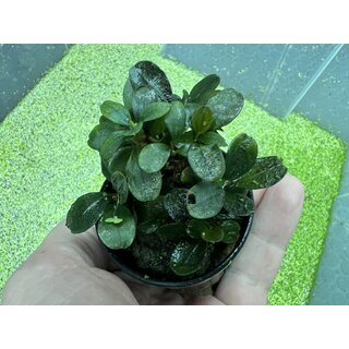 Bucephalandra sp. Indonesien