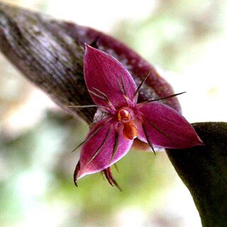 Bulbophyllum haniffii