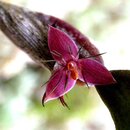 Bulbophyllum haniffii
