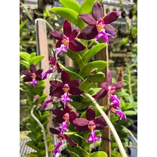 Trichoglottis atropurpurea