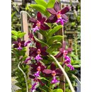 Trichoglottis atropurpurea