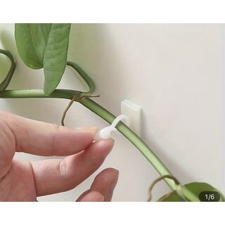 Rankhilfe f�r Philodendron oder Epipremnum 5 St�ck