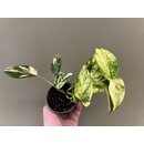 Epipremnum aureum Churchill Gold