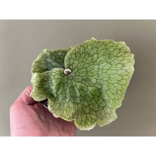 Platycerium grande - Giant Staghorn Fern