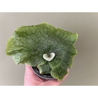 Platycerium grande - Giant Staghorn Fern
