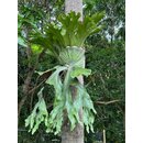 Platycerium grande - Giant Staghorn Fern