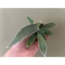 Platycerium veitchii &ndash; Silver Staghorn Fern