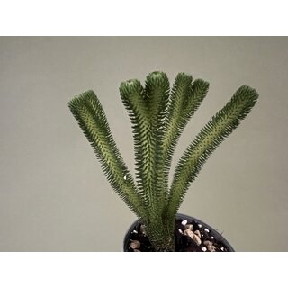 Huperzia urbanii
