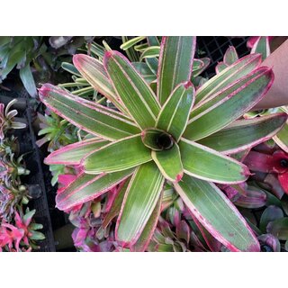 Neoregelia Giant Striped