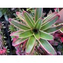 Neoregelia Giant Striped
