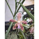 Paraphaelonopsis labukensis x Vanda insignis