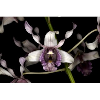 Dendrobium ionoglossum