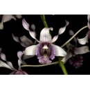 Dendrobium ionoglossum