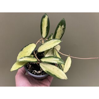 Hoya Acuta Yellow Variegated Ableger